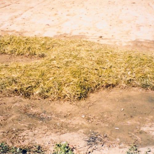 Installation ''Sans-Titre'' aiguilles de pin naturelles + peinture - dimensions variables