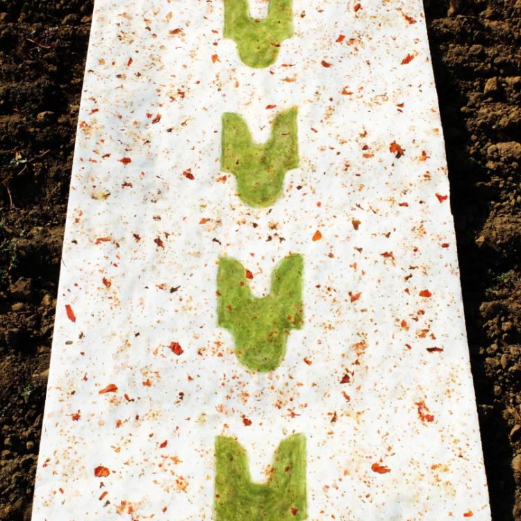 série ''Eloge de la tomate''- jus, graines, chairs et peaux de tomate + chlorophylle sur papier -315x125cm