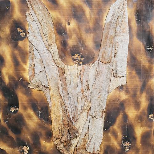 série ''brulé'' 2 - écorces d'eucalyptus sur panneau mousse expansée rigide partiellement brulée - 120 x100 x10 cm