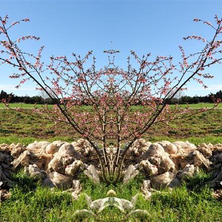 ''NP-4995'' de la série ''Nature / plastique'' - 50x70 cm - éd. 5