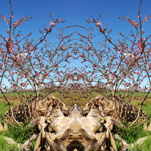 ''NP- '' de la série ''Nature / plastique'' - 100x75 cm - éd. 5