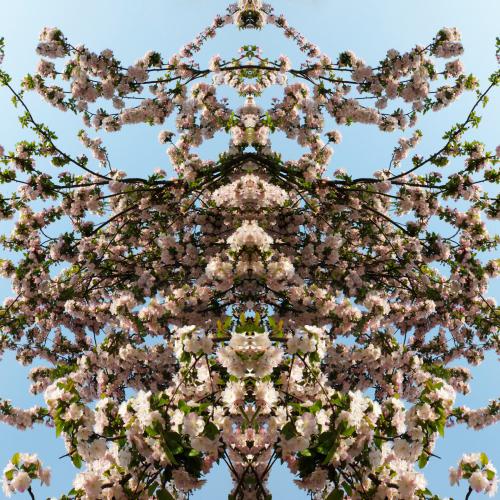  photographie plasticienne de la série ''Arbres en fleurs''- 100x150 cm- éd.7 -