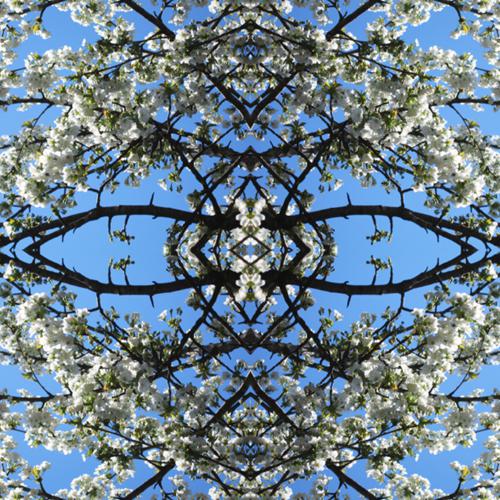 photographie plasticienne de la série ''Arbres en fleurs''- 77 x 104 cm- éd.7 -